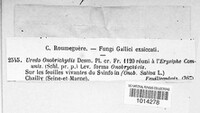 Uromyces pisi-sativi image